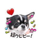 絹ぞー（個別スタンプ：1）
