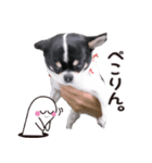 絹ぞー（個別スタンプ：7）