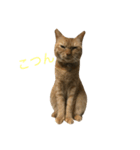 モカとまめた（個別スタンプ：13）