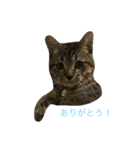 モカとまめた（個別スタンプ：26）