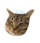 モカとまめた（個別スタンプ：33）