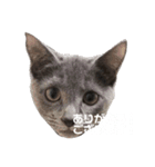 おはぎさん！2？（個別スタンプ：4）