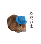 【実写】うさぎのはに。Part2（個別スタンプ：2）