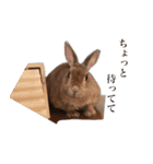 【実写】うさぎのはに。Part2（個別スタンプ：3）
