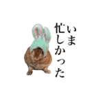 【実写】うさぎのはに。Part2（個別スタンプ：4）