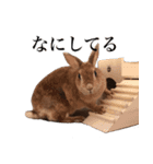【実写】うさぎのはに。Part2（個別スタンプ：7）