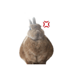 【実写】うさぎのはに。Part2（個別スタンプ：8）
