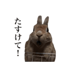 【実写】うさぎのはに。Part2（個別スタンプ：9）