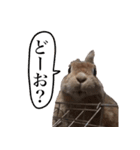 【実写】うさぎのはに。Part2（個別スタンプ：10）