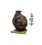 【実写】うさぎのはに。Part2（個別スタンプ：11）