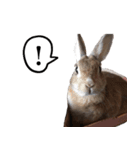 【実写】うさぎのはに。Part2（個別スタンプ：12）