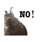 【実写】うさぎのはに。Part2（個別スタンプ：14）