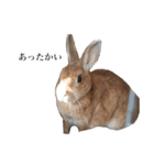 【実写】うさぎのはに。Part2（個別スタンプ：16）