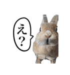 【実写】うさぎのはに。Part2（個別スタンプ：19）