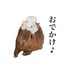 【実写】うさぎのはに。Part2（個別スタンプ：20）