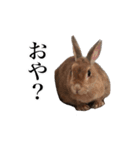【実写】うさぎのはに。Part2（個別スタンプ：22）