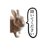 【実写】うさぎのはに。Part2（個別スタンプ：24）