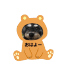 ミニチュアシュナウザーうるるのスタンプ（個別スタンプ：15）