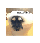 ミニチュアシュナウザーうるるのスタンプ（個別スタンプ：16）