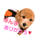 うちのわんこスタンプ1（個別スタンプ：5）
