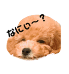 うちのわんこスタンプ1（個別スタンプ：6）