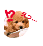 うちのわんこスタンプ1（個別スタンプ：7）