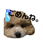 うちのわんこスタンプ1（個別スタンプ：8）