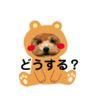 うちのわんこスタンプ1（個別スタンプ：9）