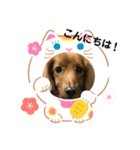 うちのわんこスタンプ1（個別スタンプ：13）