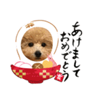 うちのわんこスタンプ1（個別スタンプ：14）