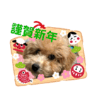 うちのわんこスタンプ1（個別スタンプ：16）