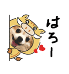 なめこ（チワワ）スタンプ（個別スタンプ：1）