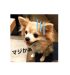 なめこ（チワワ）スタンプ（個別スタンプ：3）