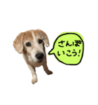 うちのムッさん（個別スタンプ：1）