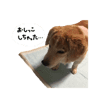 うちのムッさん（個別スタンプ：7）