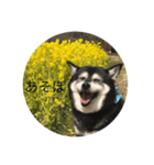 黒柴界大スター鉄平（個別スタンプ：2）