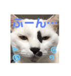 もふもふにゃんこのココたん＆禅くん（個別スタンプ：1）