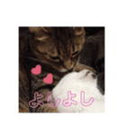 もふもふにゃんこのココたん＆禅くん（個別スタンプ：15）