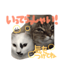 もふもふにゃんこのココたん＆禅くん（個別スタンプ：16）
