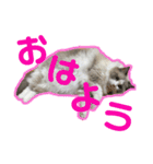 アリスとアビー（個別スタンプ：10）