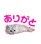 アリスとアビー（個別スタンプ：16）