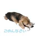ビーグル犬 月ちゃん1（個別スタンプ：2）