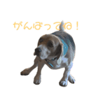 ビーグル犬 月ちゃん1（個別スタンプ：3）