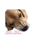 ビーグル犬 月ちゃん1（個別スタンプ：4）