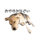 ビーグル犬 月ちゃん1（個別スタンプ：7）