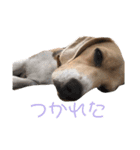ビーグル犬 月ちゃん1（個別スタンプ：10）