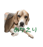 ビーグル犬 月ちゃん1（個別スタンプ：11）