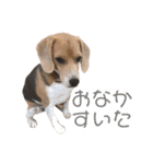 ビーグル犬 月ちゃん1（個別スタンプ：12）