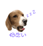 ビーグル犬 月ちゃん1（個別スタンプ：14）