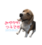 ビーグル犬 月ちゃん1（個別スタンプ：15）